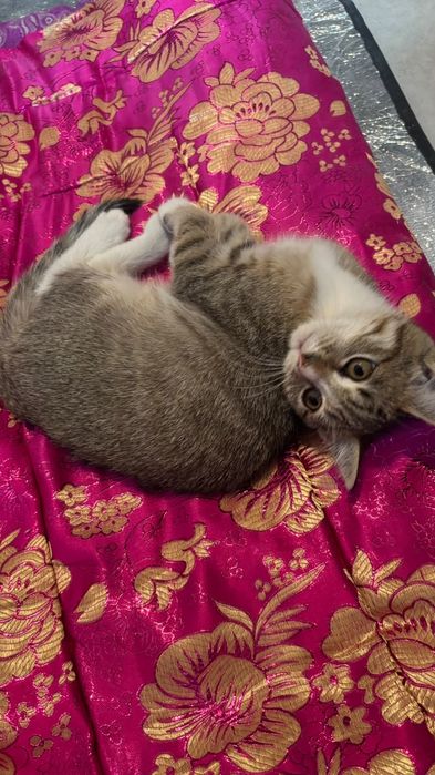 Мысык Котёнок Бесплатно