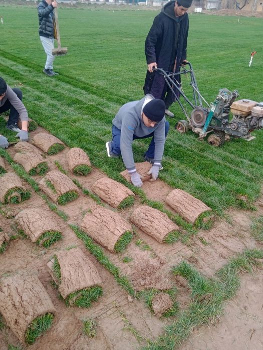 Gazon landshaft sadovnik bogbon xizmati