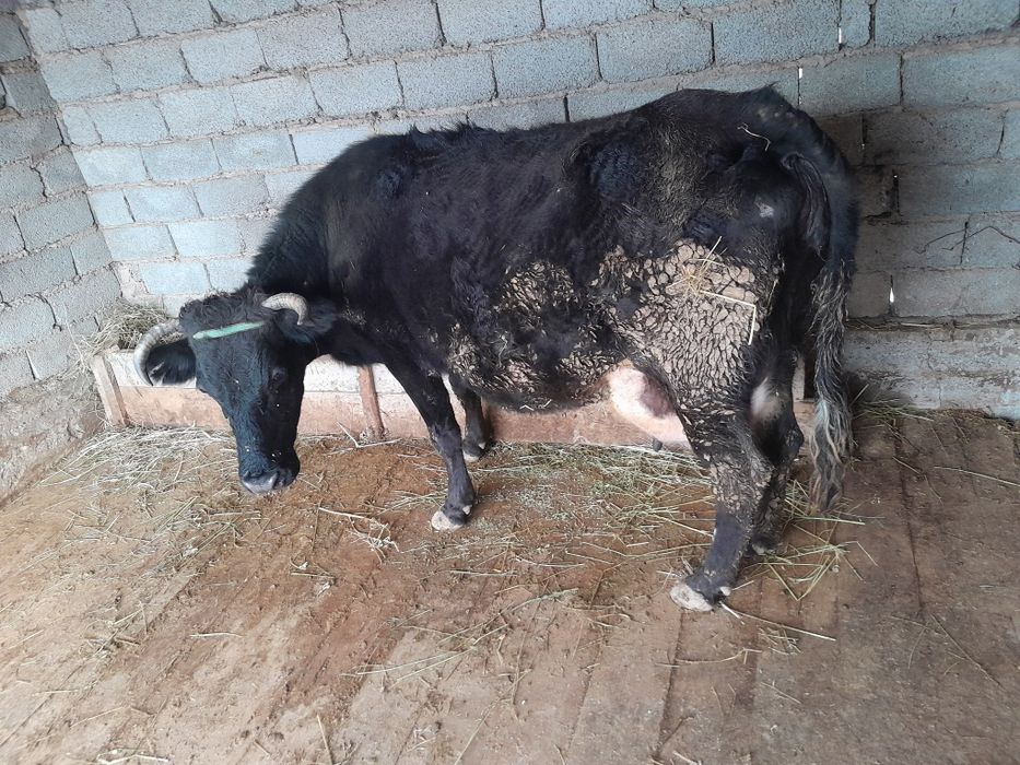 Бузаулы сиыр сатылады