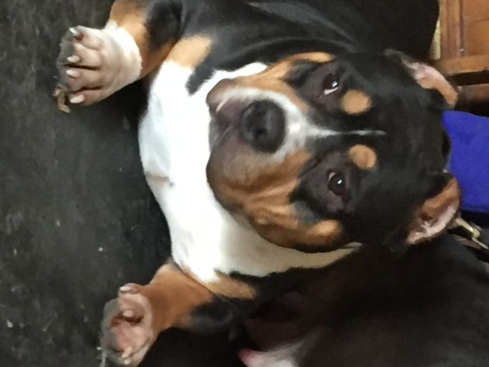 продаю щенков американский булли