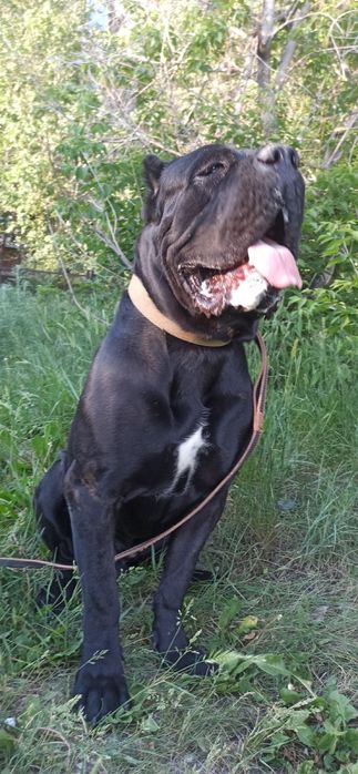 Кане Корсо ищет даму для вязки