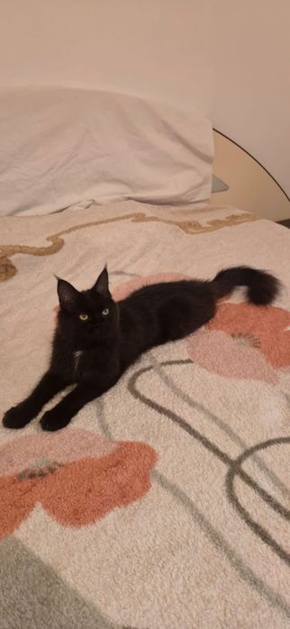 Fetita Maine Coon xxl