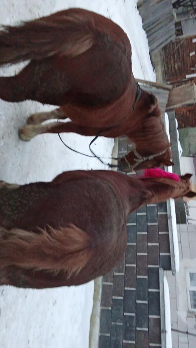 Pereche de cai cicolati de pădure curăți la copiată nu aruncă nu zvârl