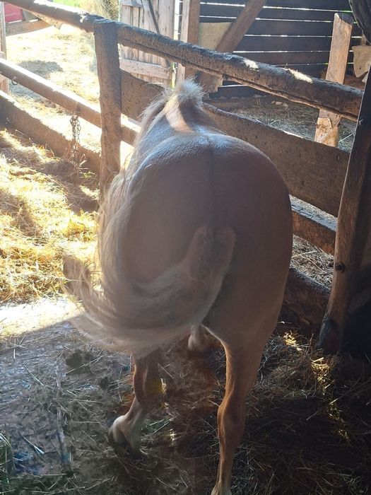 Vând ponei, eladó poni