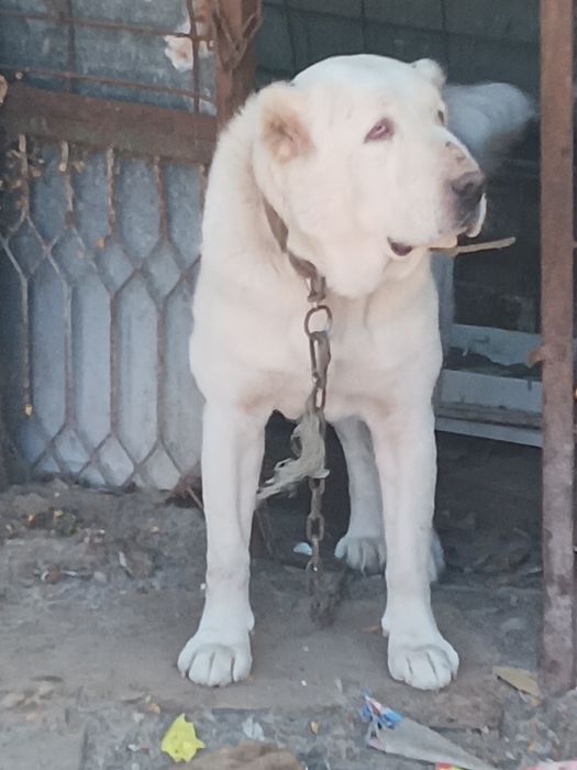 Продавам алабайчета