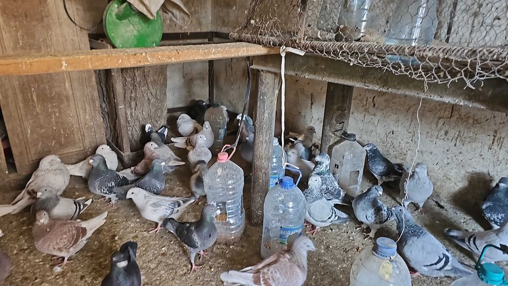 Porumbei voiajori standard pui si maturi