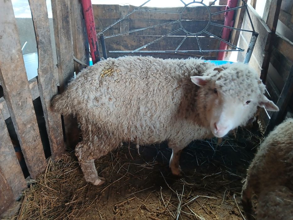 Продам баран жирный