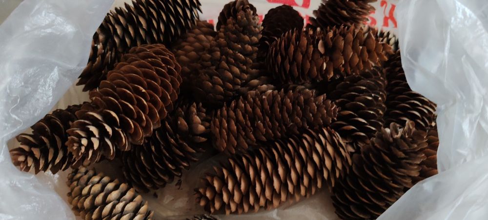 Шишки... Шишки... Шишки