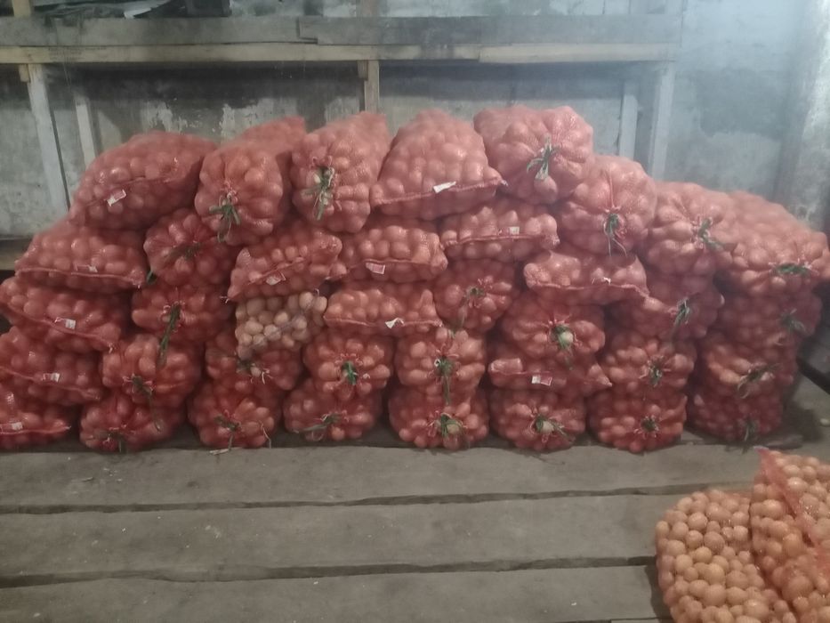 Продам картофель оптом