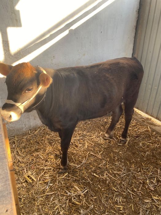 Құражын бір жастан асты