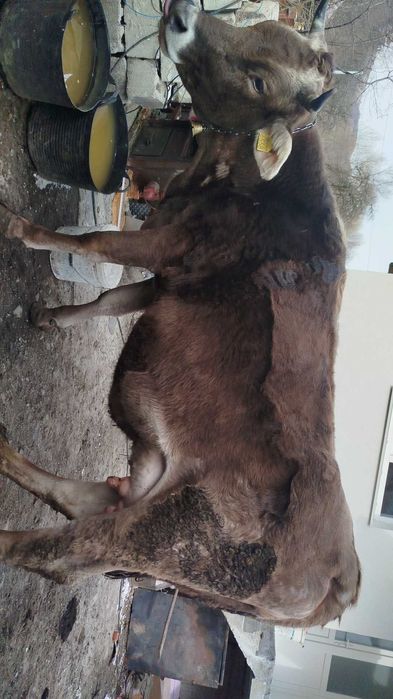 Vând vacă bună de lapte cu vițel bruna de Maramureș