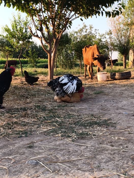 Koxinxin Gigant zotli xoʻroz sotiladi