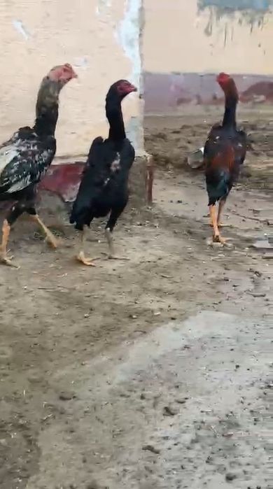 О шамо немка тазасы сатылады