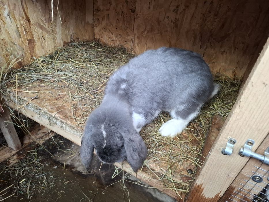 Iepuri berbec german pereche