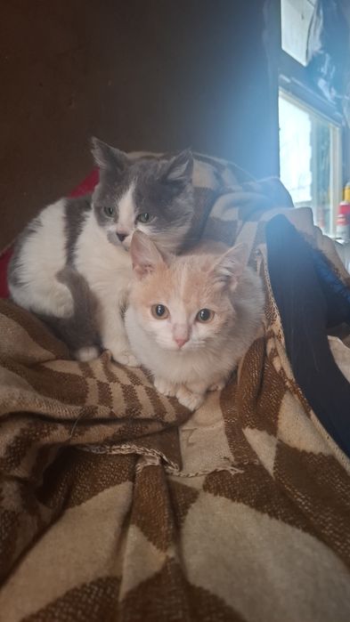 Котенок ищет хлзяев