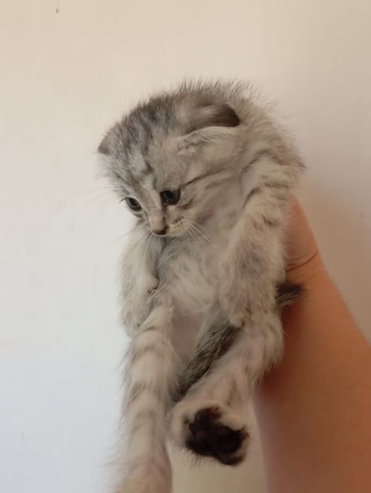 Котята в ответственные руки