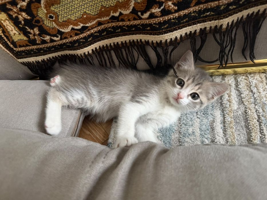 Котенок бесплатно
