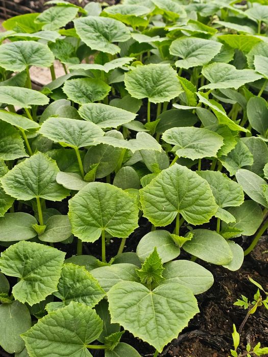 Продается рассада