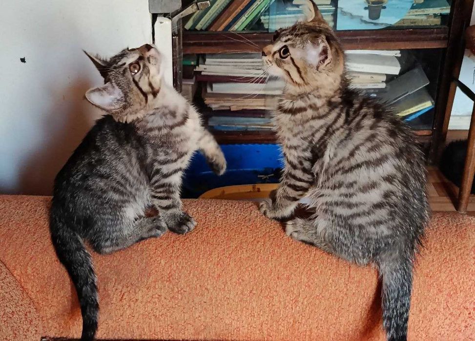 Котята в добрые руки! Смотрите фото