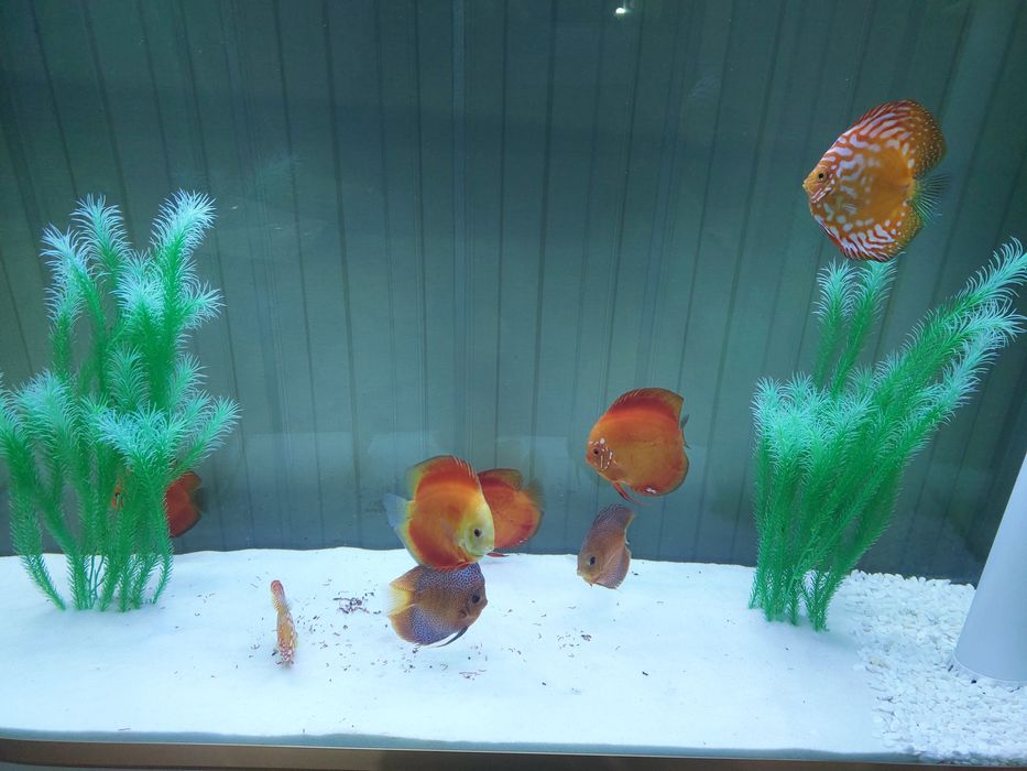 Продаются рыбки дискус/ балик сотилади