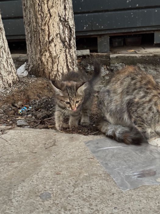 Котенок в добрые руки