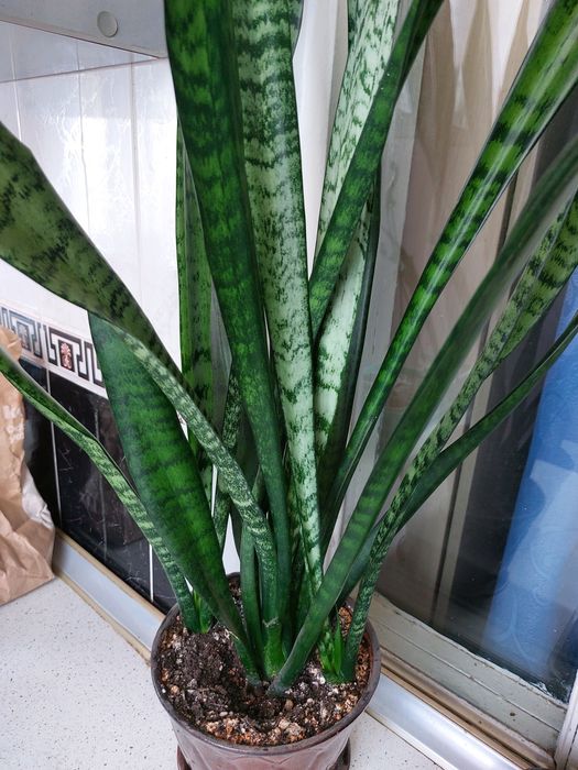Сансевиерия трехполосая