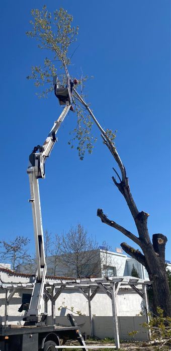 Рязане премахване на опасни дървета