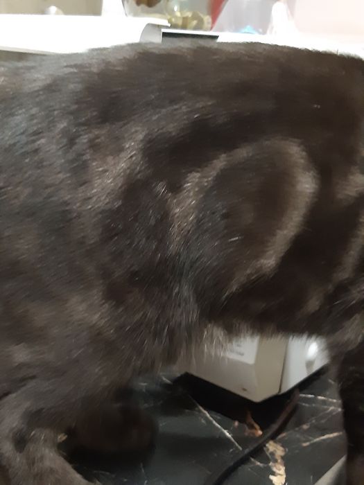 Вязка Шотландский вислаухий