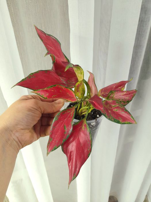 Продам Аглаонема Ред Руби