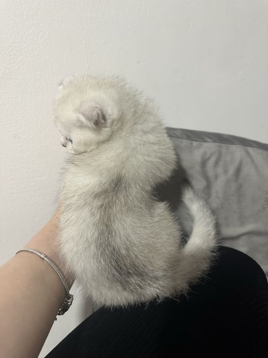 продается серебристая шиншилла девочка