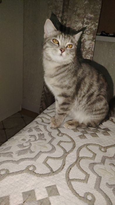 Отдам кошку бесплатно.