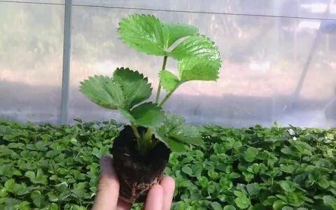 Рассада Клубники Оптом в касетах!