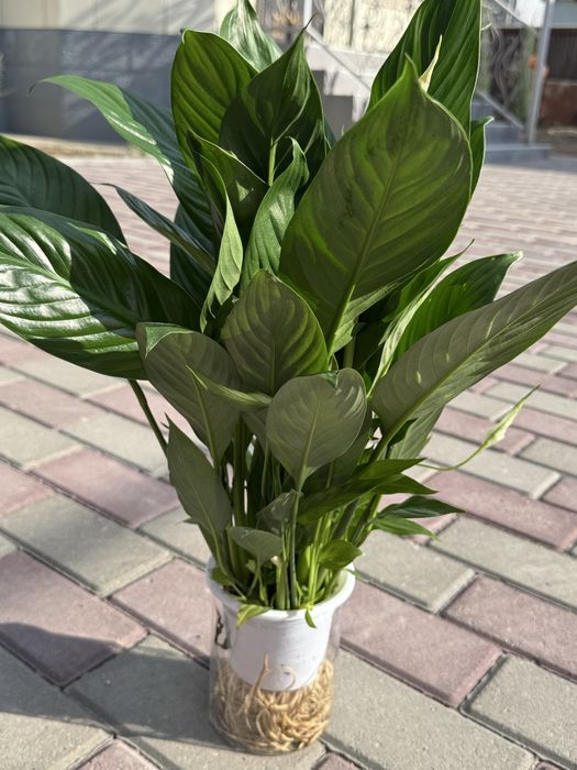 Спатифиллум женское счастье