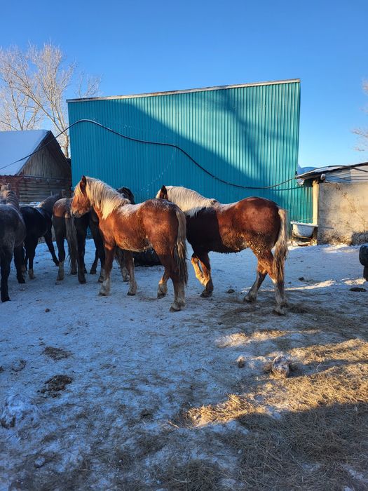 Жеребцы на племя