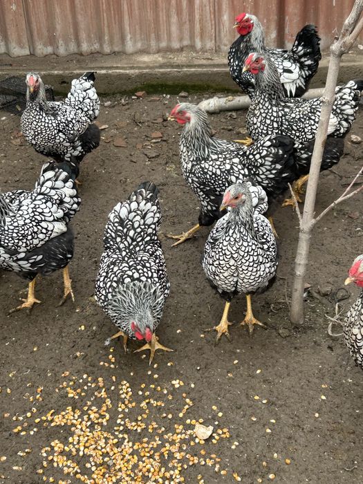 Виандот яйца инкубационные