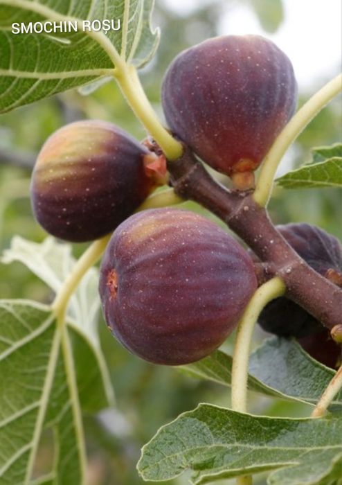 Vând Pomii Fructiferi Altoiți Clasici și Columnari anul 3 de vegetație