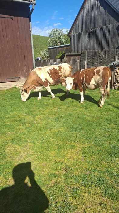 O vaca și un vițel