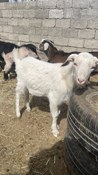 Қой-ешкі, теке, лақ сатылады