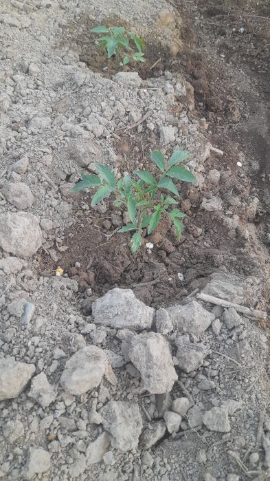 Қызанақ тәтті бұрыш көшеттері бар