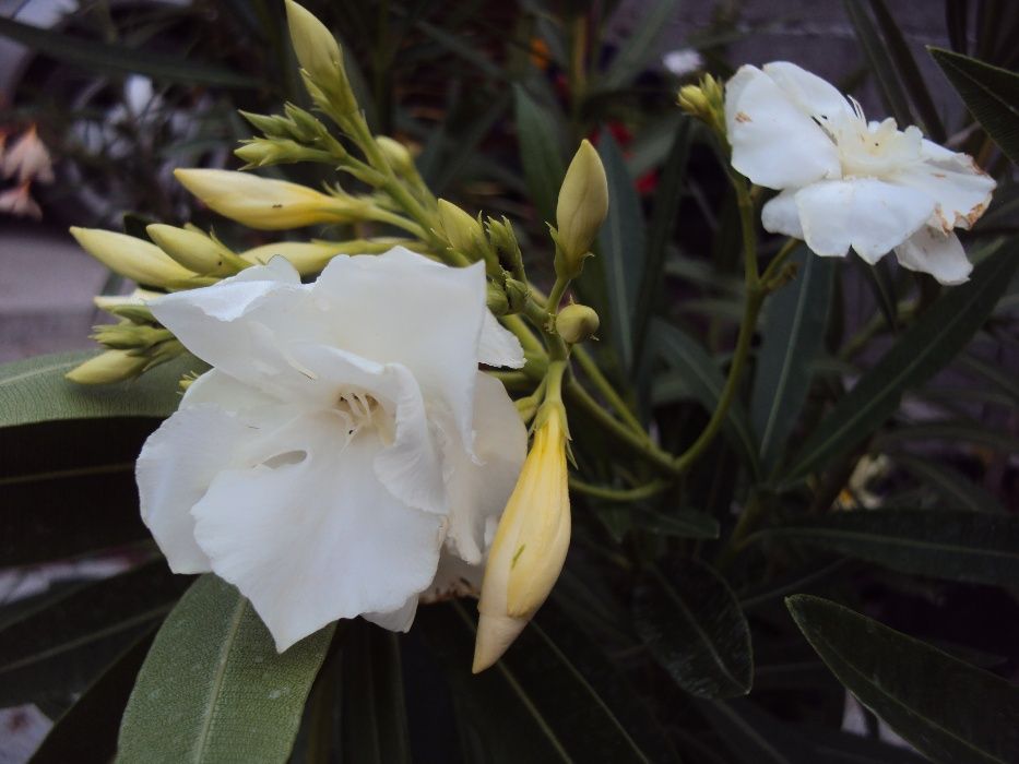 Зокум - различни цветове и големини закум, лян олеандър