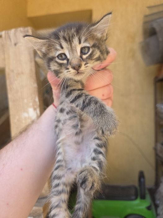 Котята домашние 5 штук