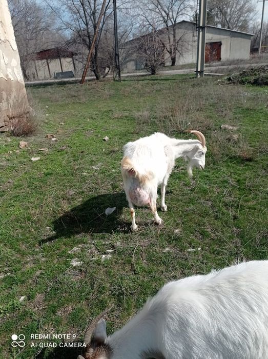 Продаются козлята.