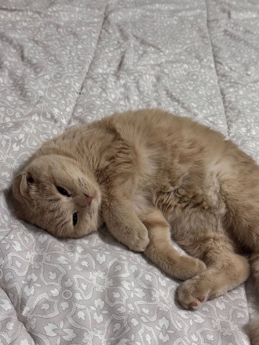 mushuk Кошка девочка СРОЧНО