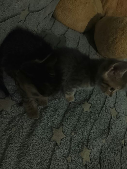 Отдам котят степной породы