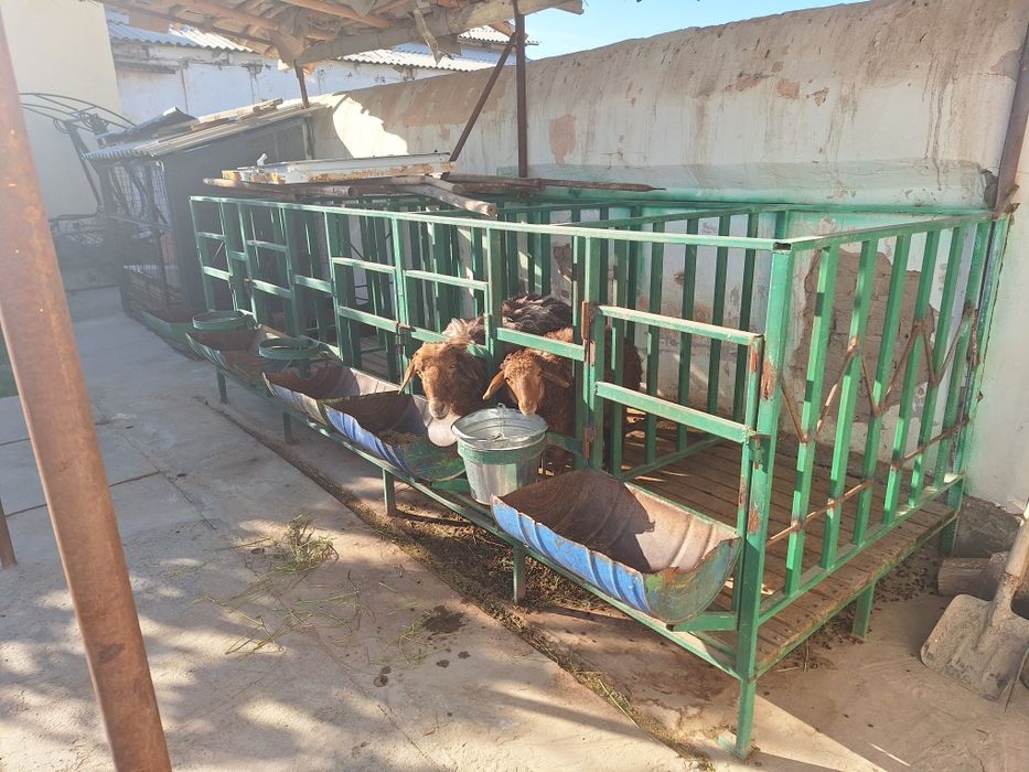 Кой кора сатылады