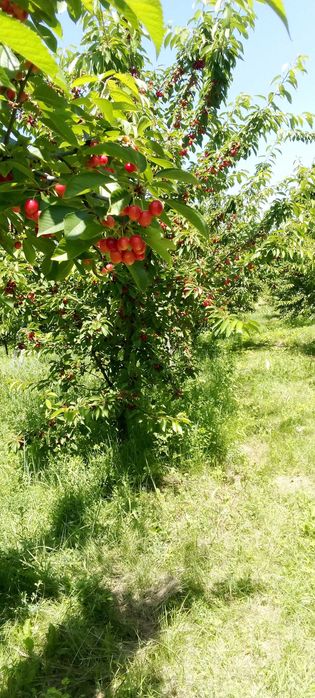 Vănd teren livada 1,8ha.