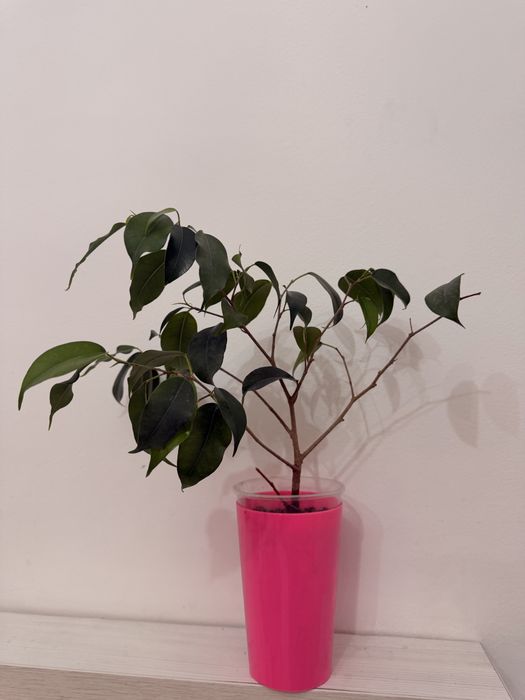 Продам фикусы разные сорта