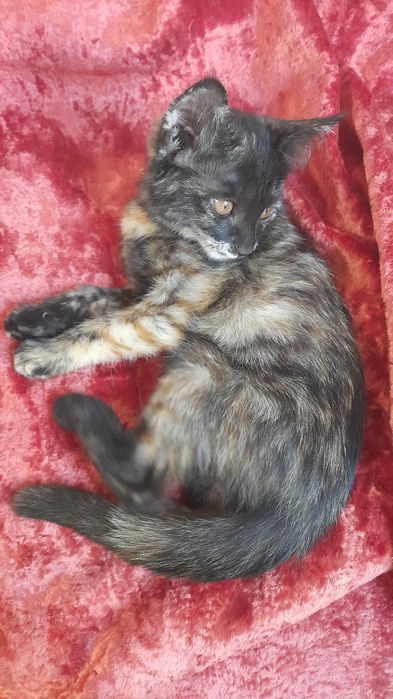 Отдам в Добрые руки. Котенок, девочка. 2,5 месяца. Бесплатно.