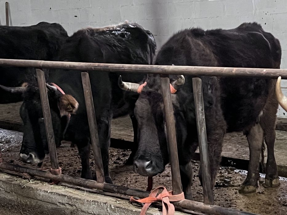 Сиырлар сатылады - ірі қара мал