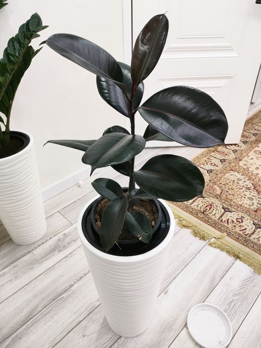 Домашние растения, доставка